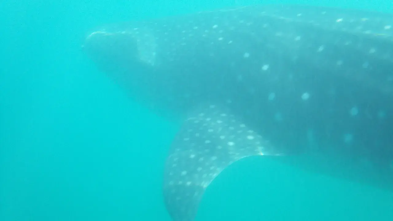 A huge whale shark. Truly imposing.